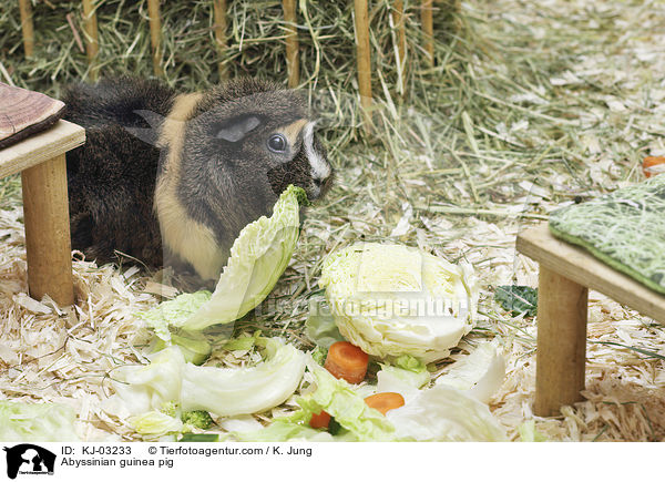 Abyssinian guinea pig / KJ-03233
