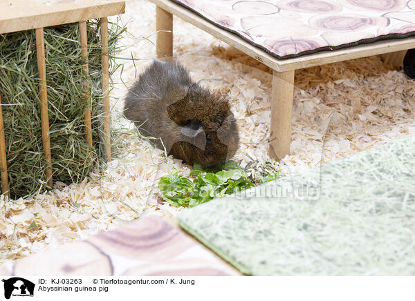 Rosettenmeerschweinchen / Abyssinian guinea pig / KJ-03263