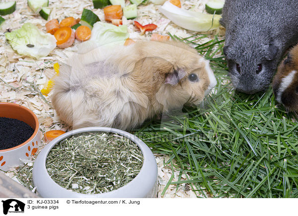3 guinea pigs / KJ-03334