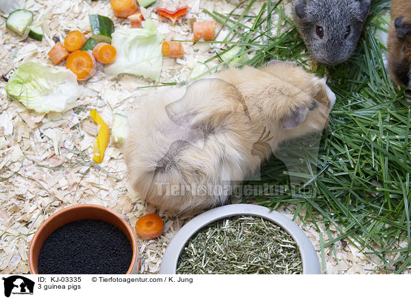 3 guinea pigs / KJ-03335