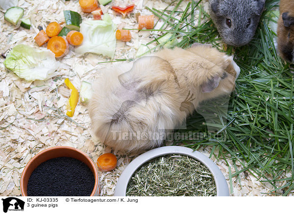 3 Meerschweinchen / 3 guinea pigs / KJ-03335