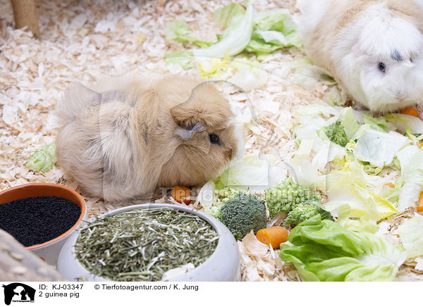 2 guinea pig / KJ-03347