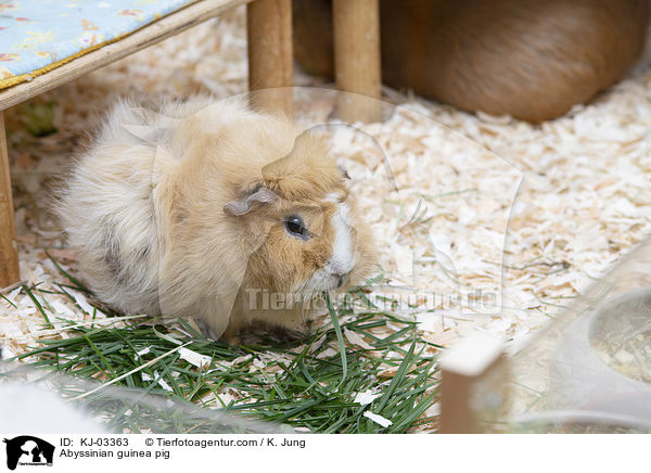 Rosettenmeerschweinchen / Abyssinian guinea pig / KJ-03363