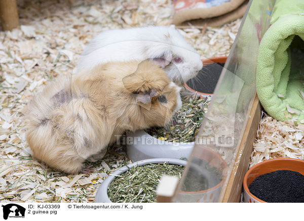 2 guinea pig / KJ-03369