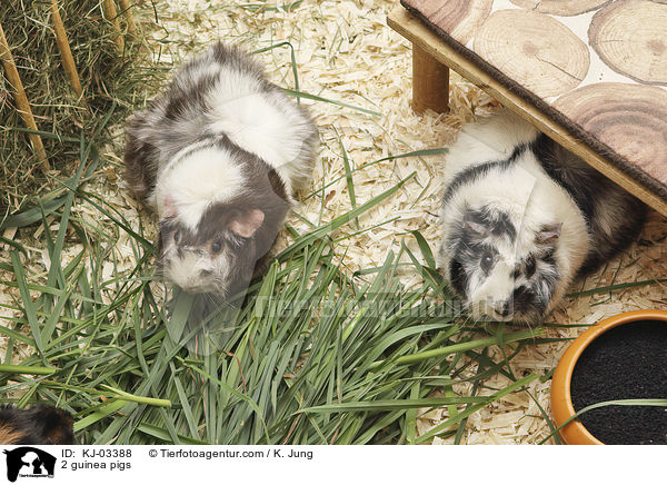2 Meerschweinchen / 2 guinea pigs / KJ-03388