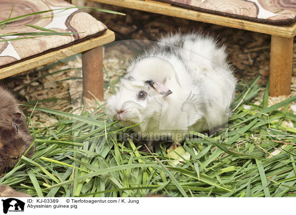 Abyssinian guinea pig / KJ-03389