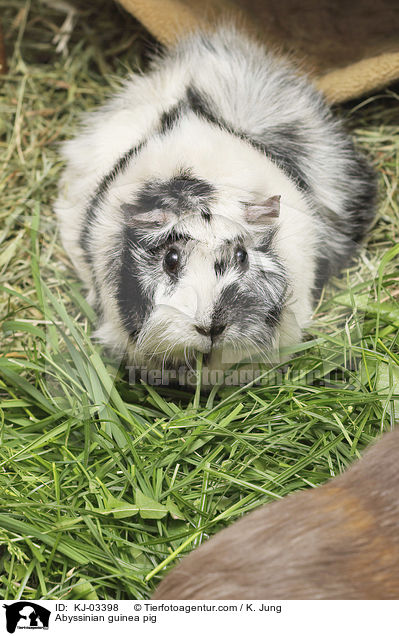 Abyssinian guinea pig / KJ-03398