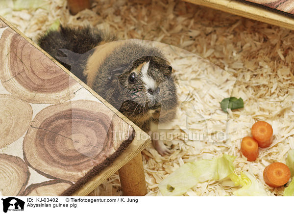 Rosettenmeerschweinchen / Abyssinian guinea pig / KJ-03402