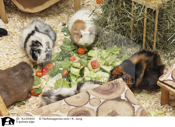 5 Meerschweinchen / 5 guinea pigs / KJ-03403