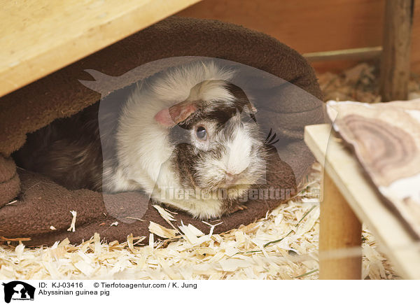 Rosettenmeerschweinchen / Abyssinian guinea pig / KJ-03416