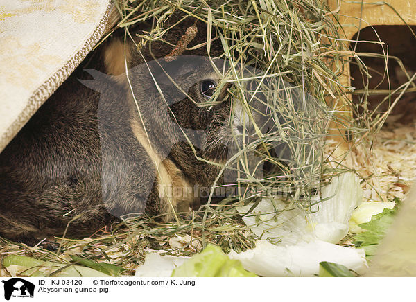 Abyssinian guinea pig / KJ-03420
