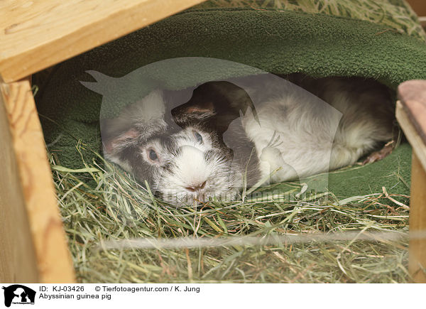 Rosettenmeerschweinchen / Abyssinian guinea pig / KJ-03426