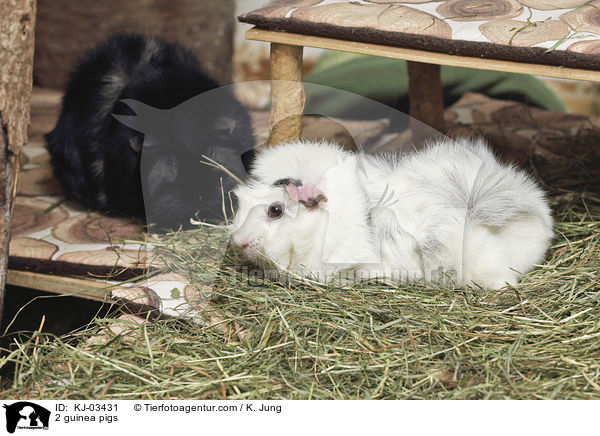 2 Meerschweinchen / 2 guinea pigs / KJ-03431