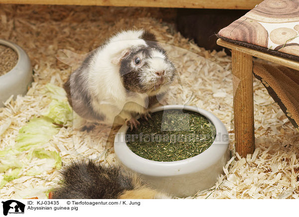 Abyssinian guinea pig / KJ-03435