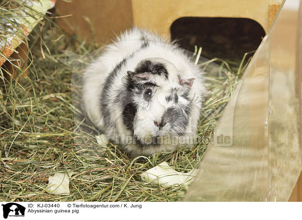 Abyssinian guinea pig / KJ-03440
