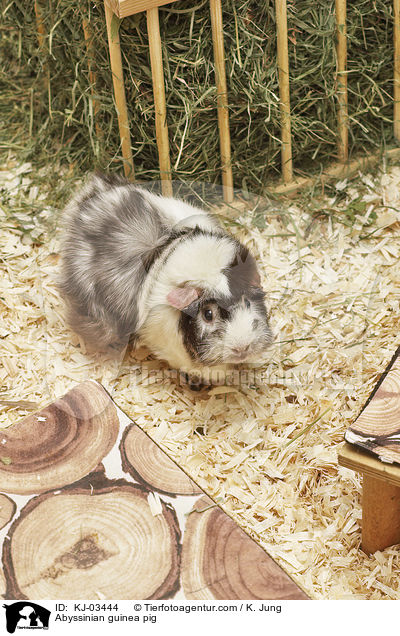 Rosettenmeerschweinchen / Abyssinian guinea pig / KJ-03444