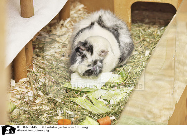 Rosettenmeerschweinchen / Abyssinian guinea pig / KJ-03445