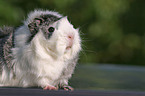 guinea pig