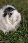 guinea pig