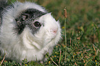 guinea pig