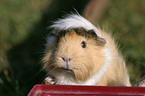 guinea pig