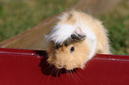 guinea pig