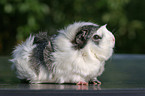 guinea pig