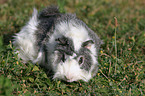 guinea pig