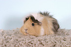 guinea pig