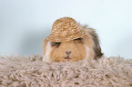 guinea pig