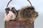 guinea pigs in the basket