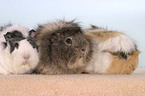 guinea pigs