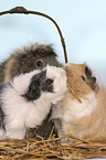 guinea pigs in the basket