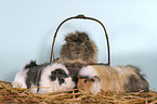 guinea pigs in the basket