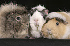 guinea pigs