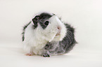 guinea pig