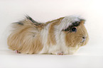 guinea pig