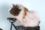 guinea pig