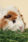 guinea pig