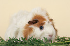 guinea pig