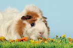 guinea pig