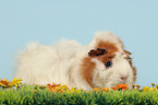 guinea pig