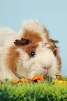 guinea pig