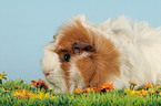 guinea pig