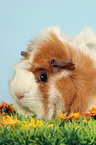 guinea pig