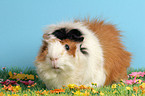 guinea pig