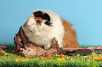 guinea pig