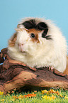 guinea pig