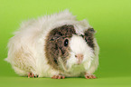 guinea pig