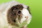 guinea pig